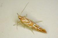 Pyroderces argyrogrammos