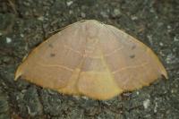 Watsonalla uncinula