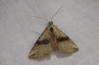 Zebeeba falsalis