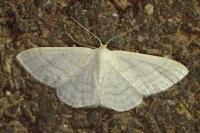 Idaea subsericeata