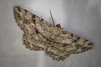 Peribatodes rhomboidaria