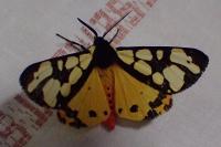 Arctia villica