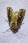 Egira conspicillaris