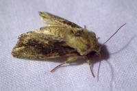 Egira conspicillaris
