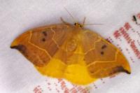 Watsonalla binaria