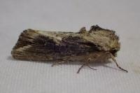 Egira conspicillaris