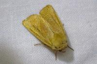Mythimna sicula