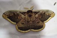Saturnia pyri