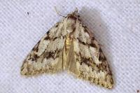Nola cicatricalis