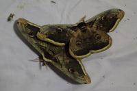 Saturnia pyri