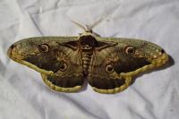 Saturnia pyri