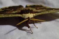 Saturnia pyri