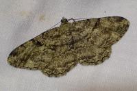 Peribatodes rhomboidaria