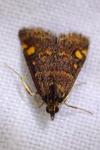 Pyrausta aurata