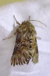 Omphalophana antirrhinii