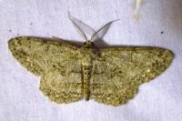 Hypomecis punctinalis