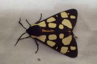 Arctia villica