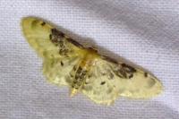 Idaea filicata