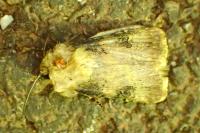Agrotis catalaunensis / Agrotis puta