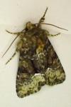 Oligia latruncula / Oligia strigilis / Oligia versicolor