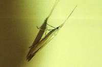 Coleophora albicosta