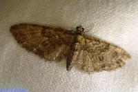 Eupithecia oxycedrata