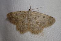 Charissa mucidaria