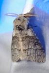 Calliteara pudibunda