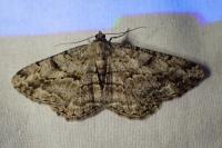 Peribatodes rhomboidaria