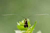 Adela australis