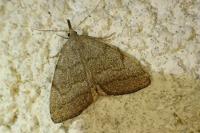 Pechipogo strigilata