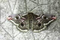 Saturnia pavonia