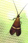 Adela australis