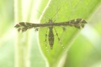 Capperia fusca