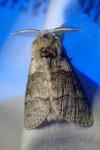 Calliteara pudibunda