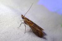 Ancylosis cinnamomella