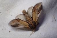 Notodonta ziczac