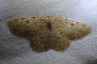 Charissa glaucinaria
