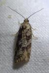 Cnephasia