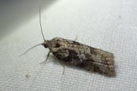 Cnephasia
