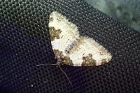 Xanthorhoe fluctuata