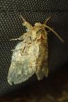 Peridea anceps