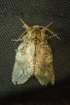 Peridea anceps