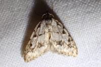 Nola cicatricalis
