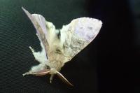 Calliteara pudibunda