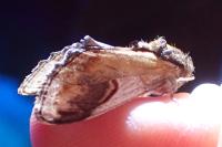 Notodonta ziczac