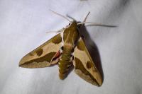 Hyles euphorbiae