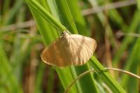 Minoa murinata