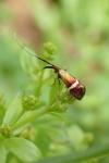 Adela australis