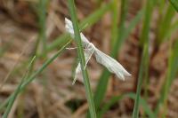 Pterophorus pentadactylus